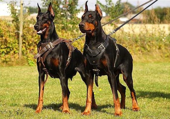 Two trained Doberman Pinschers