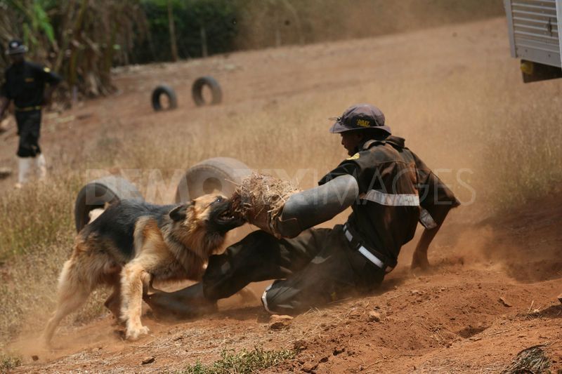 K9 unit training with German Shepherd